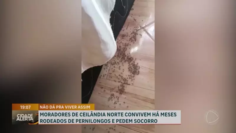Ceilândia Norte em crise: Moradores sofrem com infestação de insetos e pedem ajuda urgente