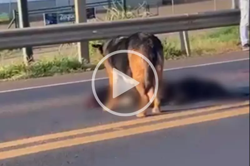 Cena de partir o coração: Cadela chora sem parar ao lado de amigo canino atropelado na BR-282