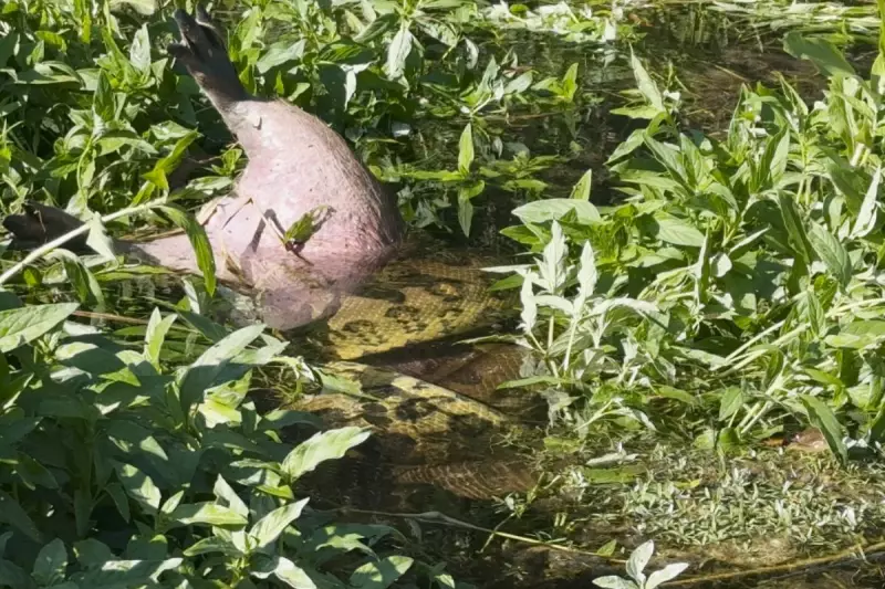 Cena impressionante: sucuri gigante devora capivara em rio de águas cristalinas em Bonito