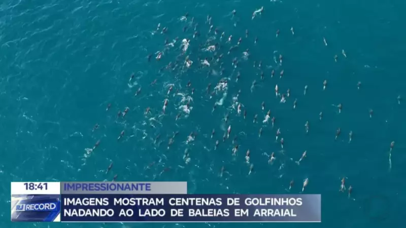 Cena Rara: Centenas de Golfinhos e Baleias Dançam nas Águas de Arraial do Cabo — Veja as Imagens!