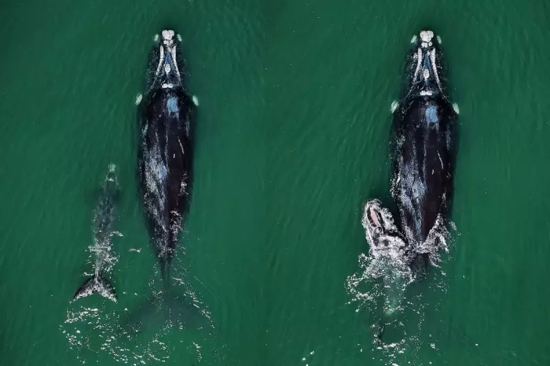 Cena rara: Mãe e filhote de baleia-franca encantam no litoral de Santa Catarina