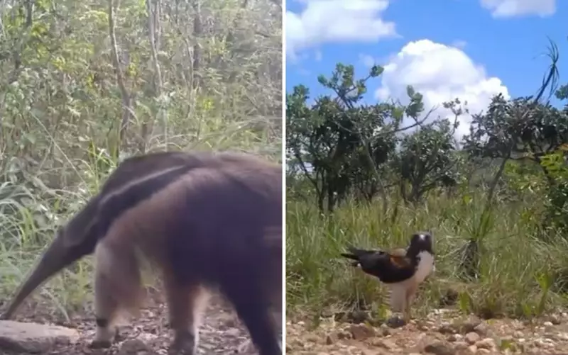 Cenas raras da vida selvagem: filhote de tamanduá, gato-maracajá e gavião são flagrados por câmeras em Goiás