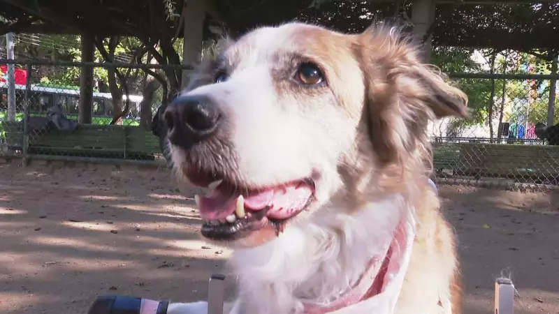 Censo revela: os nomes mais populares para pets no Rio de Janeiro em 2025