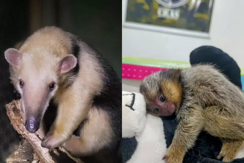 Centro de animais silvestres em Itu rompe contrato com prefeitura por atrasos nos pagamentos