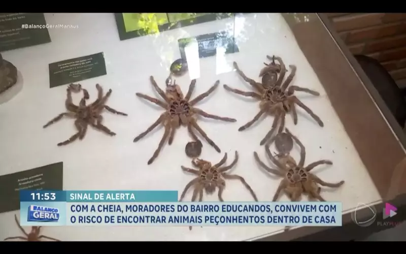 Cheia no Amazonas atrai animais peçonhentos e deixa moradores do Educandos em alerta