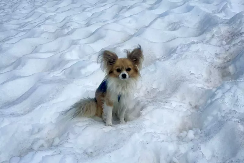 Chihuahua herói salva dono após queda em geleira na Suíça — veja o vídeo emocionante!
