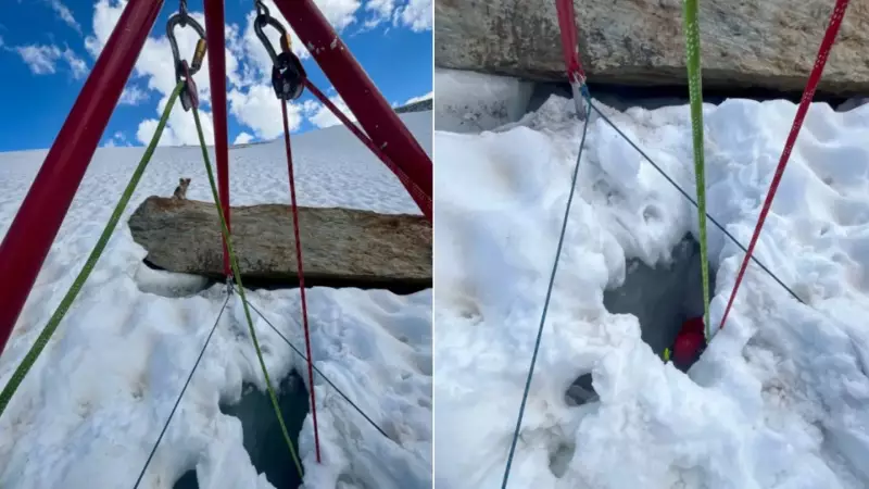 Chihuahua herói salva dono que caiu em fenda glacial — veja a emocionante história!