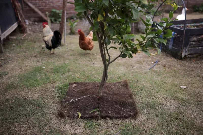 Chile inova e usa cabelo humano para economizar água e combater a seca nas plantações