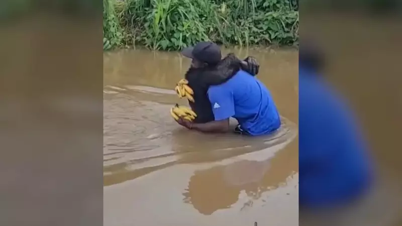 Chimpanzé emociona ao reconhecer ex-cuidador em momento de carinho — Assista ao vídeo