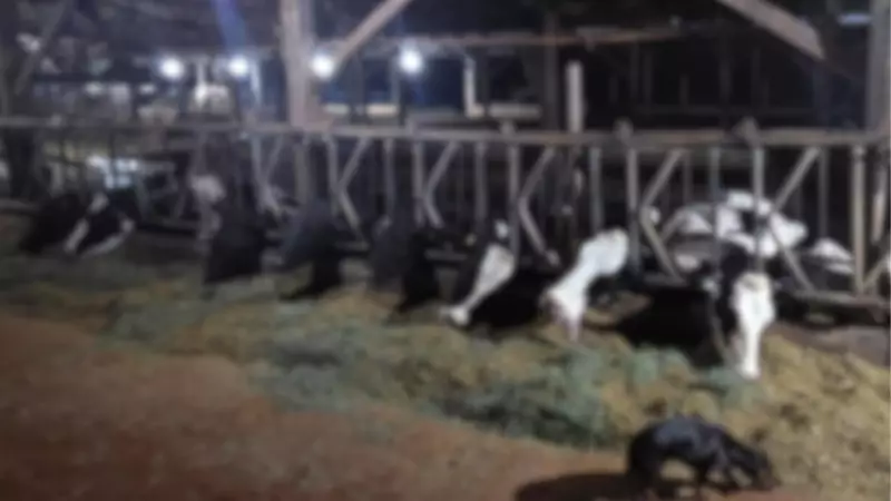 Choque elétrico em fazenda no Paraná mata 32 vacas: tragédia no agronegócio