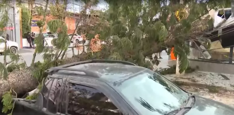 Ciclista escapa por pouco de árvore gigante que desaba durante vendaval de 78 km/h em SP