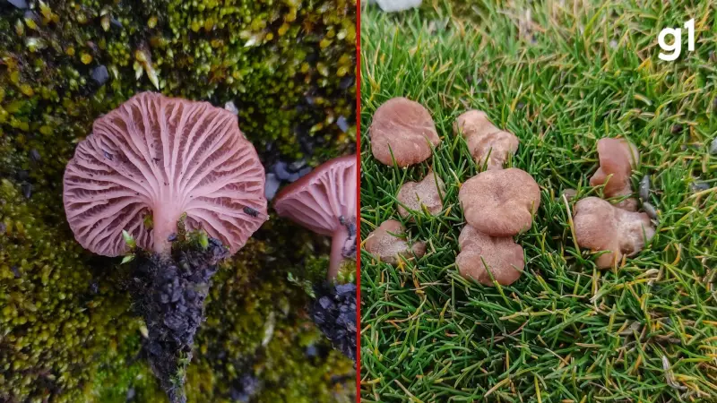 Cientistas brasileiros descobrem quatro novas espécies de cogumelos na Antártida