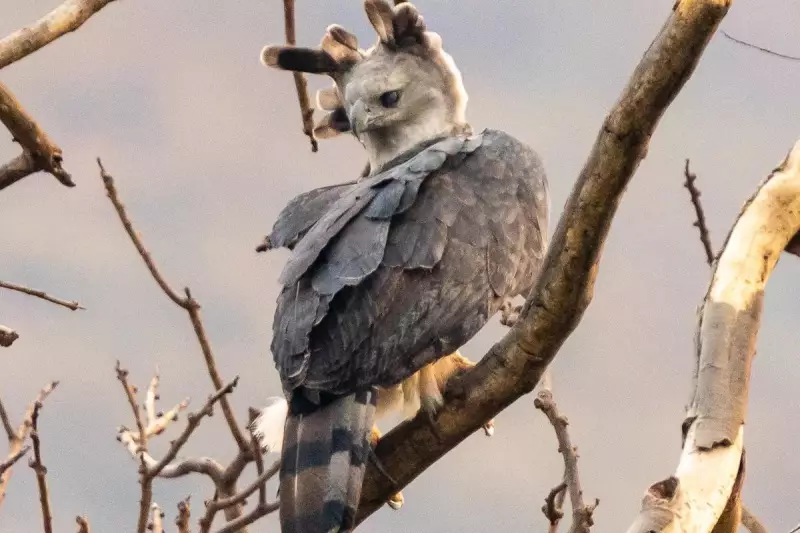 Cientistas desvendam mistério da maior águia do planeta no Pantanal: veja o vídeo