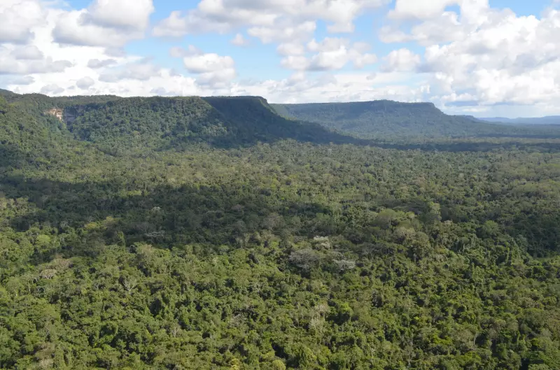 Clima é a chave para entender por que algumas regiões têm mais espécies, revela estudo