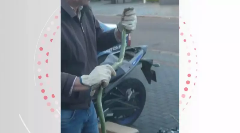 Cobra Cascavel é Encontrada em Moto em Cascavel: Caso Bizarro Choca Moradores