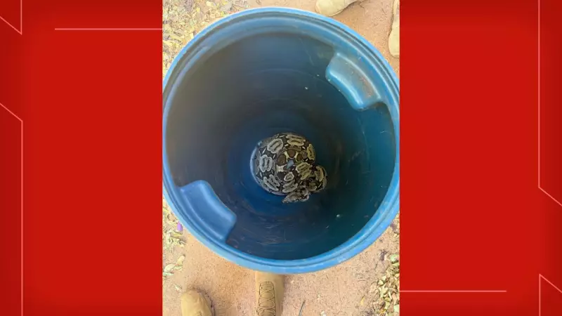 Cobra é encontrada em área residencial na Asa Sul: veja o vídeo e saiba como agir