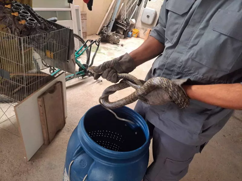 Cobra é resgatada por bombeiros após invadir lavanderia de residência em Caraguatatuba — Veja o susto!