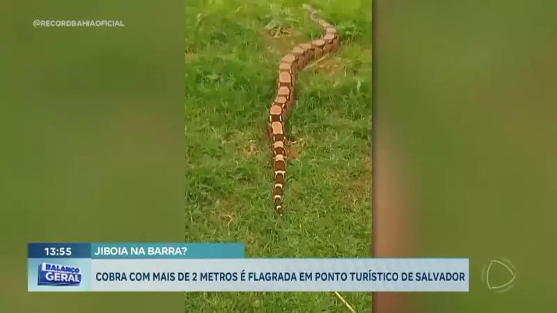 Cobra gigante assusta moradores e turistas em ponto turístico de Salvador