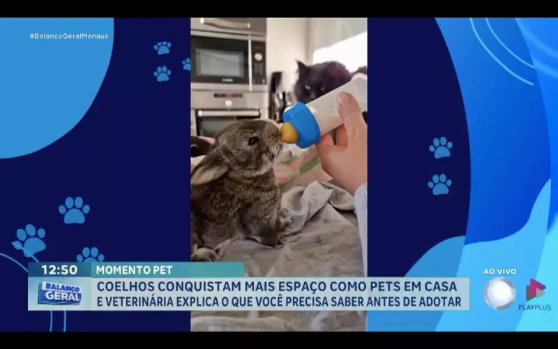 Coelhos como pets: por que esses adoráveis animais estão conquistando os lares brasileiros?