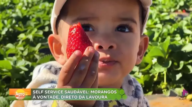 Colheita de morangos sustentável em MG: experiência única em fazenda de São Gotardo