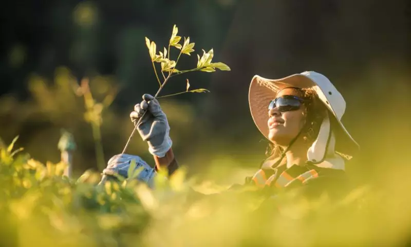 Como a mineração sustentável está moldando um futuro mais limpo e verde