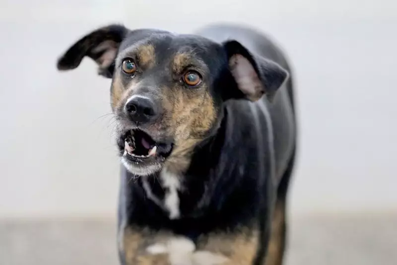 Como se proteger de ataques de cães: dicas essenciais para evitar acidentes