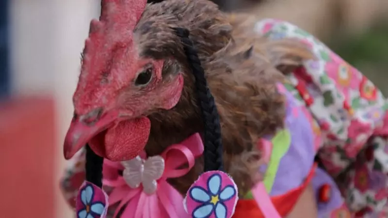 Concurso inusitado em Tatumba elege a galinha mais estilosa do Brasil