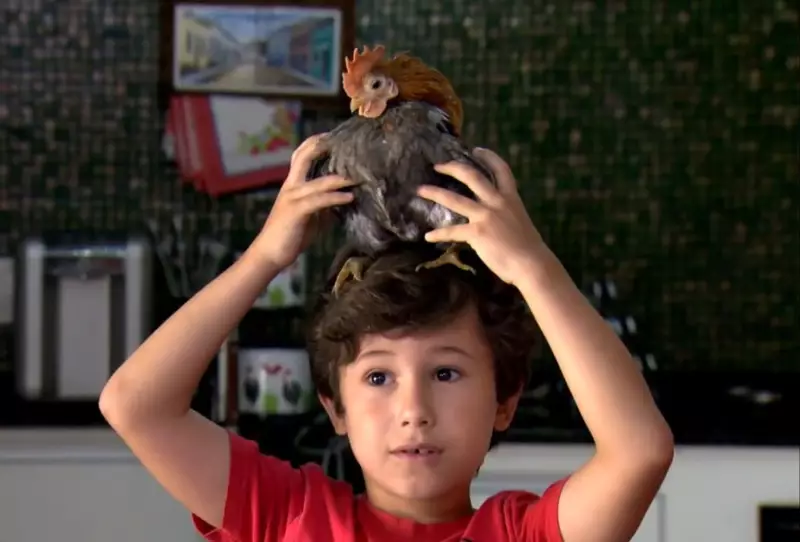 Conheça a menor galinha do mundo: pet exótico que pode valer uma fortuna