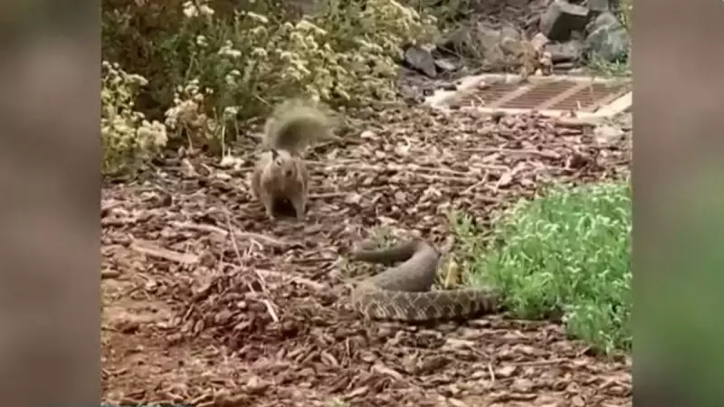 Coragem Animal: Esquilo Enfrenta Cascavel em Duelo Épico nos EUA — Veja o Vídeo!