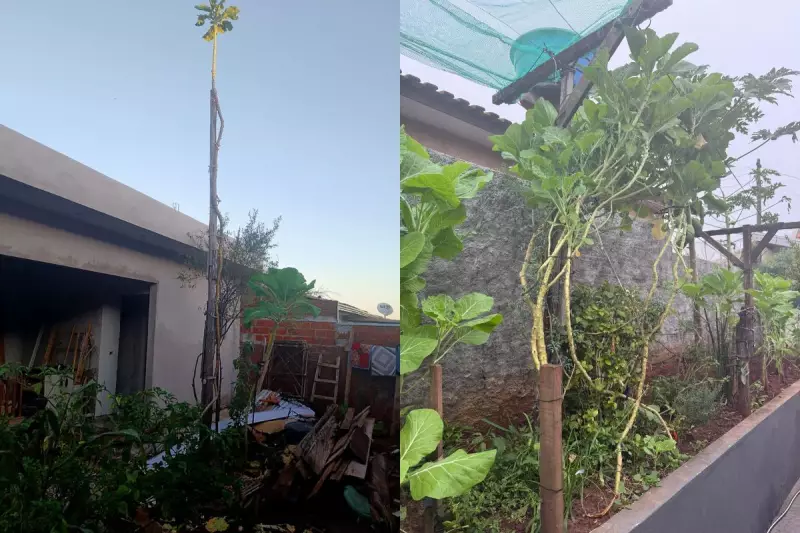 Couve gigante no Paraná: pés chegam a 6 metros de altura e surpreendem agricultores
