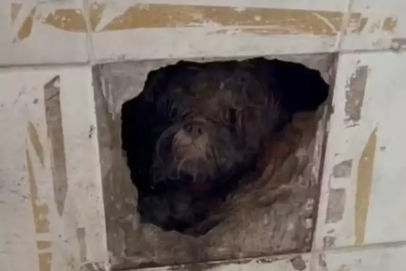 Criança de 9 anos agride filhote de cachorro em Limeira; pai é preso em flagrante