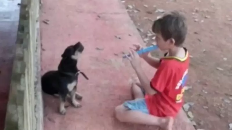 Criança e cachorro formam dueto inusitado e encantam público em apresentação viral