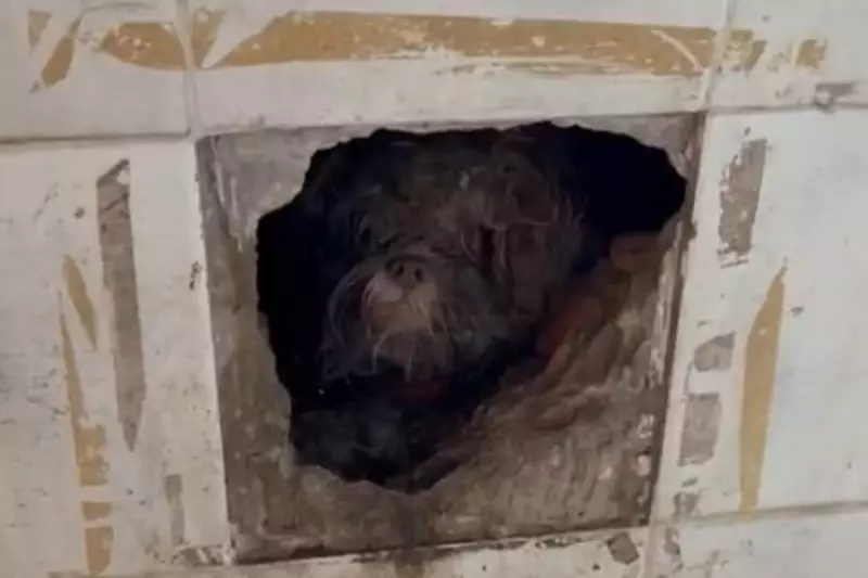 Crianças agridem cachorro em Limeira e caso revela abandono de incapaz
