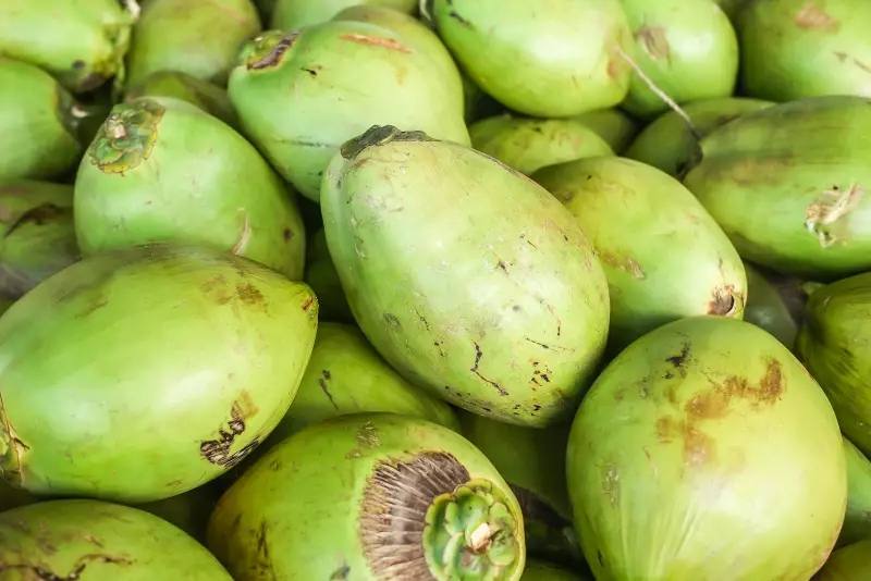 Cultivo de Coco: Guia Completo para Iniciantes no Agronegócio