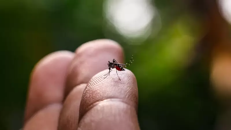 Curitiba inaugura fábrica de mosquitos que combatem a dengue — veja como funciona