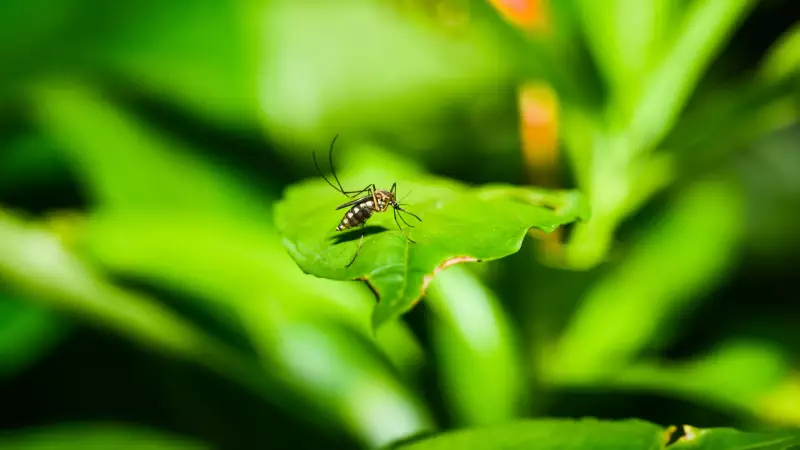 Dengue no Brasil: O que realmente está acontecendo e como se proteger