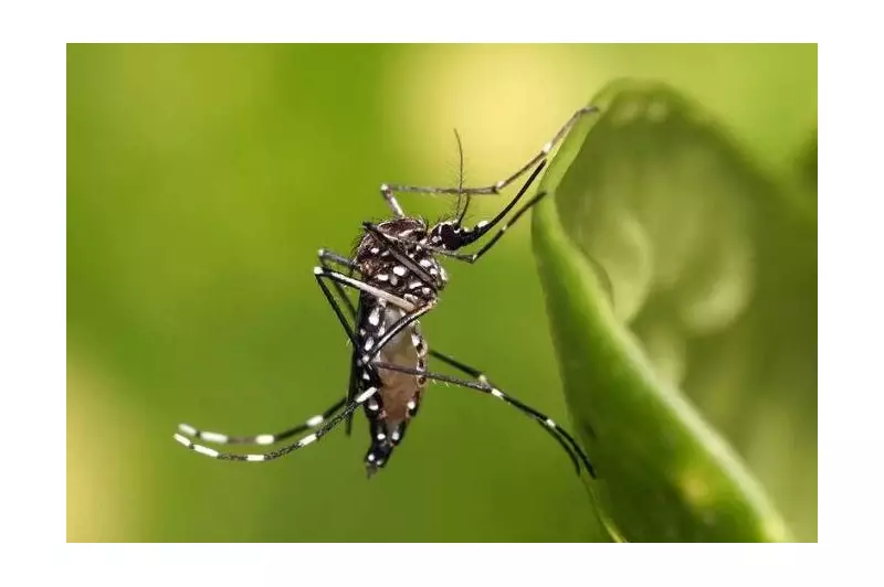 Dengue vira ameaça constante nos EUA: o que isso significa para o futuro?