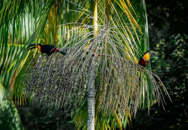 Desaparecimento de animais dispersores de sementes ameaça equilíbrio climático e biodiversidade