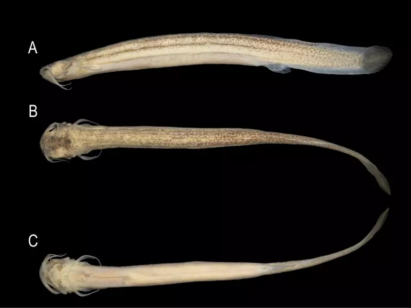 Descoberta inédita: Nova espécie de peixe é encontrada após enchente em Santa Catarina