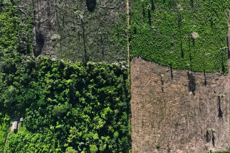 Desmatamento na Amazônia dispara no 1º semestre de 2025: alertas do INPE acendem sinal vermelho
