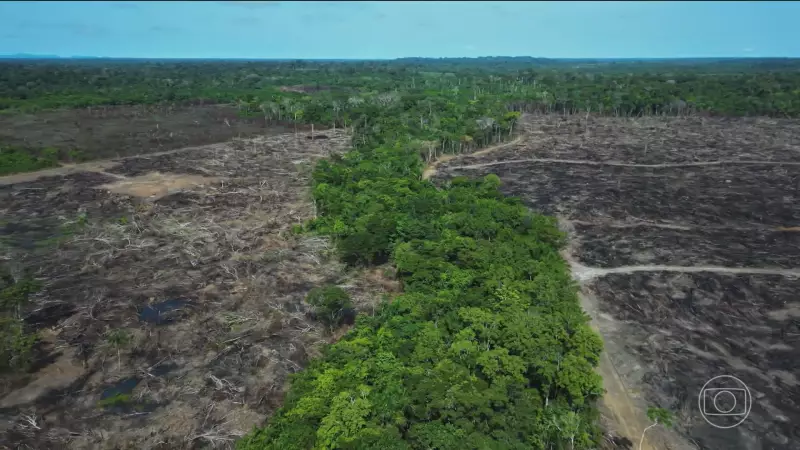 Desmatamento na Amazônia volta a subir no primeiro semestre de 2025 após dois anos de queda
