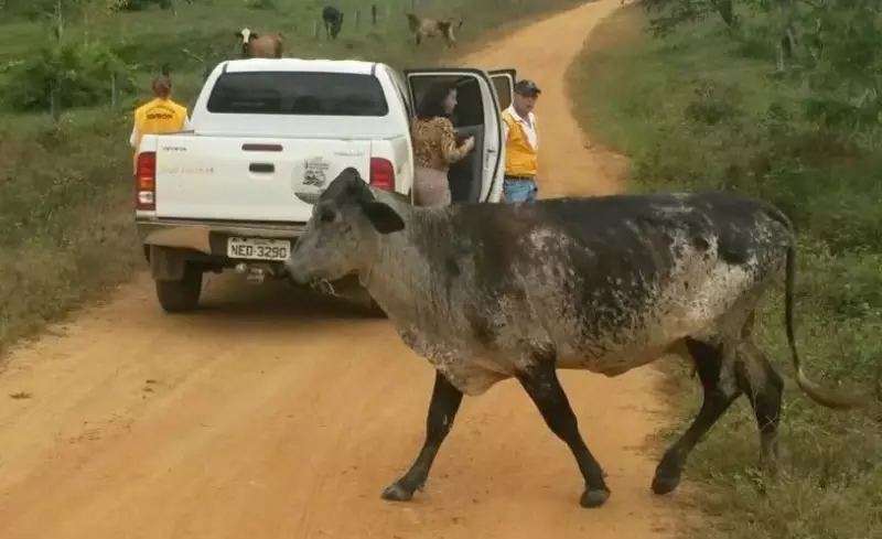 Dez pessoas são detidas por soltar animais em rodovias de Parnaíba, no Piauí