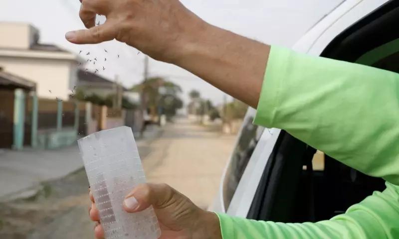 DF receberá mosquitos antidengue a partir de agosto: saiba onde serão liberados