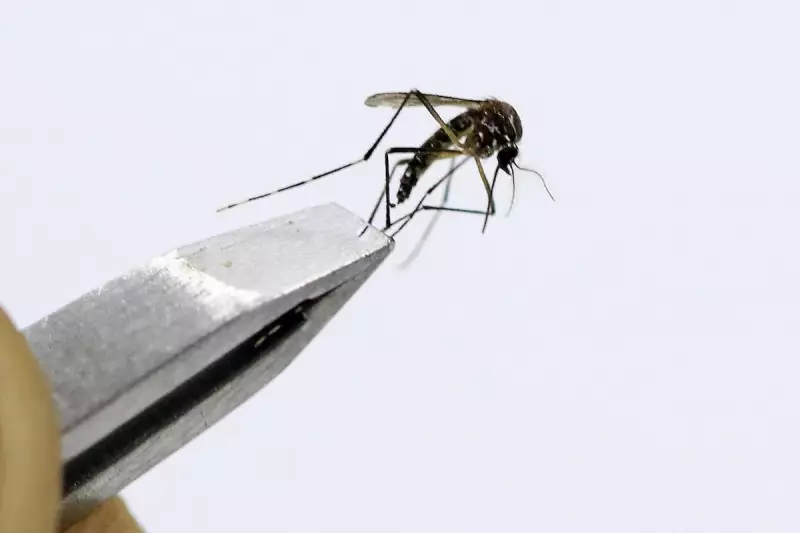 DF registra queda de 97% nos casos de dengue no primeiro semestre de 2025