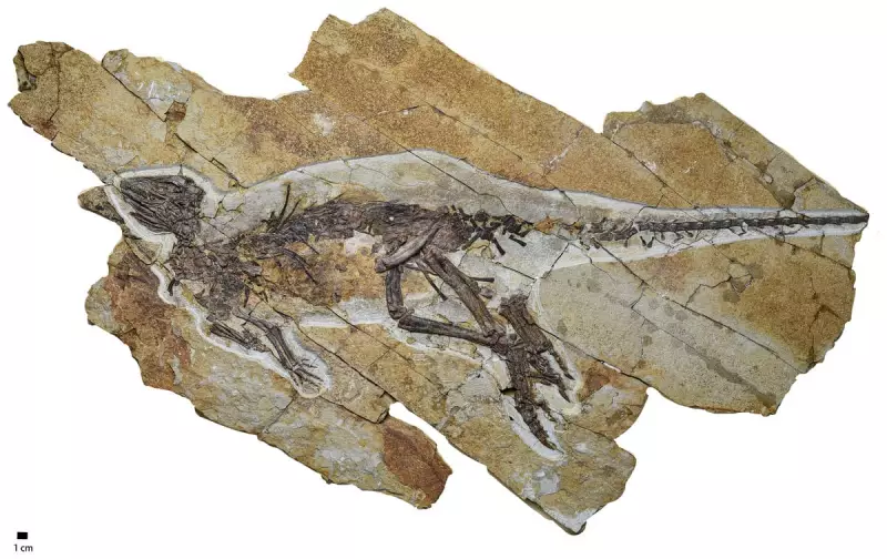 Dinossauros não rugiam como nos filmes: estudo sugere que eles piaram como pássaros!