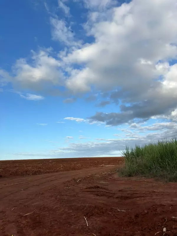 Diversificação de culturas pode dobrar sequestro de carbono no solo, revela estudo da USP