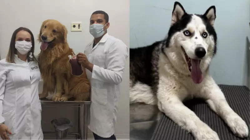 Doação de sangue para cães e gatos: como você pode salvar vidas de pets no Piauí