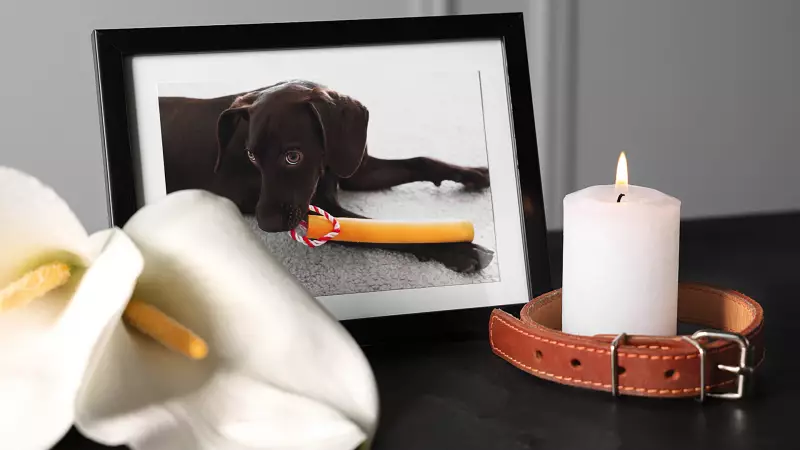 Dor de perder um pet: como a psicanálise está ajudando a curar esse luto profundo