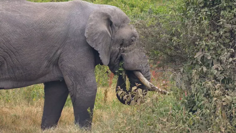 Elefanta ataca e mata turistas durante safari em parque africano: tragédia choca mundo