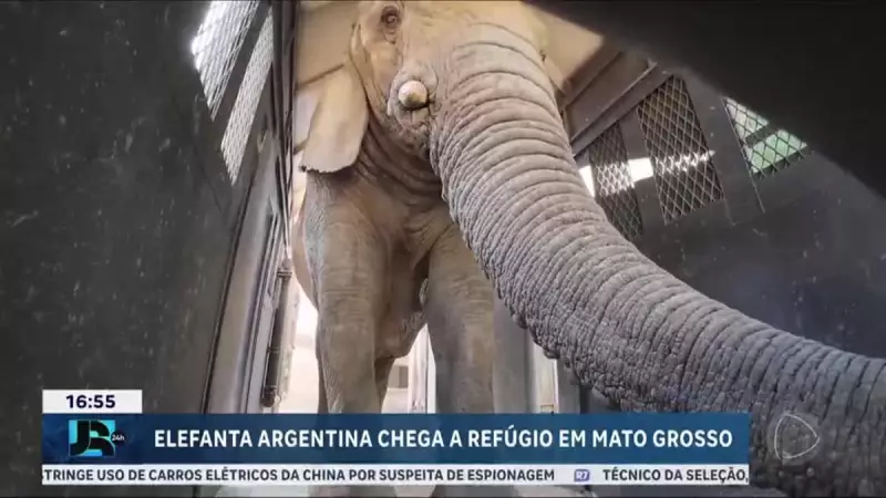 Elefanta resgatada na Argentina chega a santuário em Mato Grosso: uma nova vida de liberdade